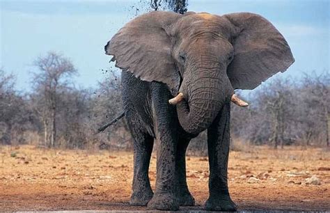 大象的重量-大象的重量,大象,重量 - 早旭阅读