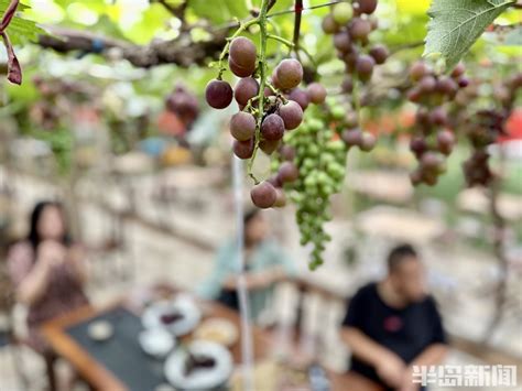 城阳区惜福镇街道宫家村：葡萄熟了，果香满园-半岛网