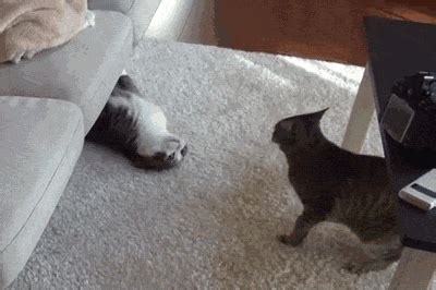 两只小猫咪打架，上来就是一个抱摔_腾讯视频