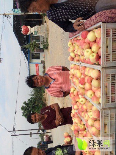 临猗黄土高坡花冠苹果中秋节价格预测 - 水果行情 - 绿果网