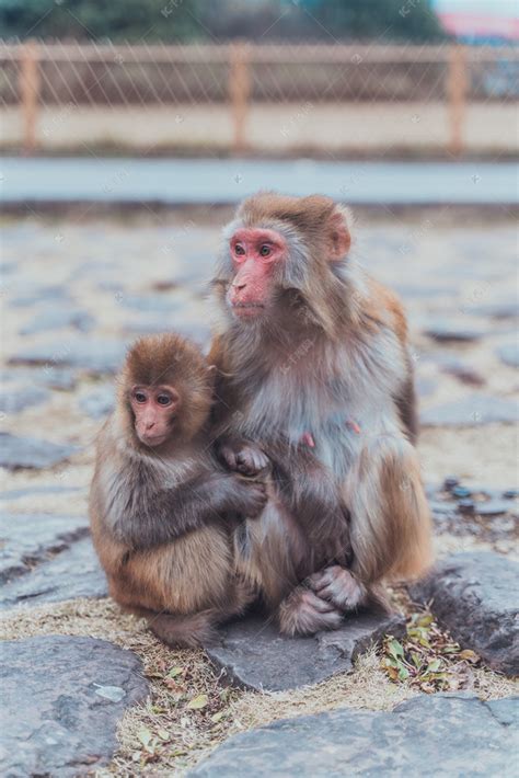 野生动物猴子高清图片下载-正版图片307946612-摄图网