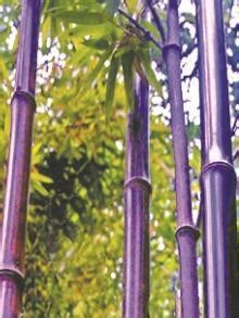 紫竹-丽江园林绿化植物-图片