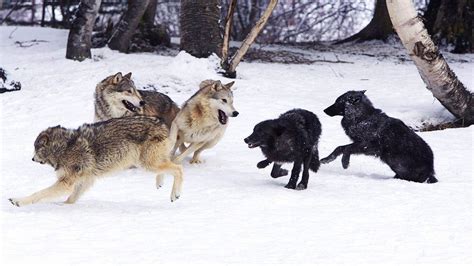 鬣狗群能轻易战胜狼群吗？哪个更厉害一点？