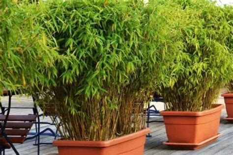 竹子名贵品种有哪些？十大名贵竹子品种图片(2)_巴拉排行榜