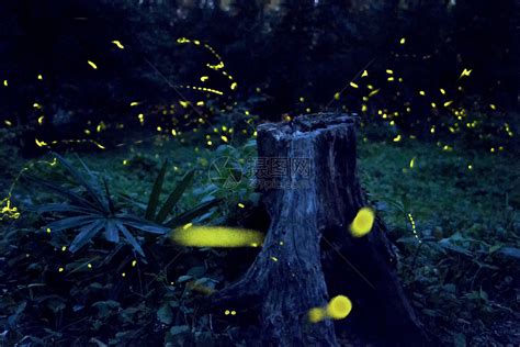 自然科普：萤火虫为啥会发光，也是发射电磁波和光子吗？-深i科普