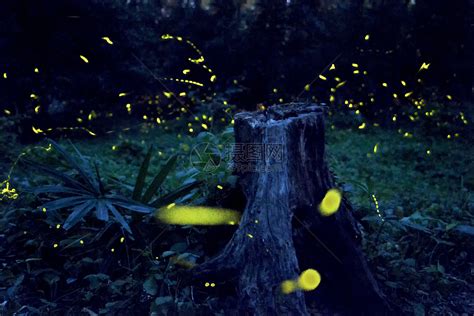 约起来！这些萤火虫观赏地美翻天-萤火虫,观赏,纯天然,田间,夜光-台州频道