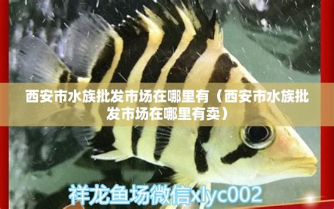 大牌高仿包包哪里有卖,高仿包包性价比怎么样-包包帽子 - 货品源货源网