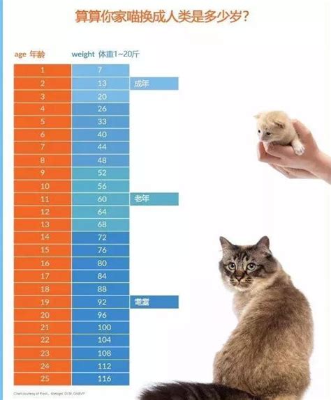 猫的寿命有多长？猫咪的长寿秘诀 - 胖萌舍宠物网