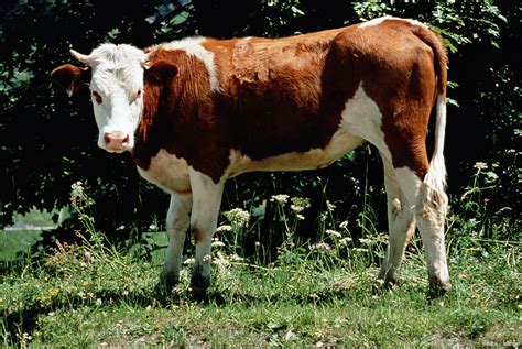【牛用B超机】如何判断母牛是否怀孕？-【大为医疗】