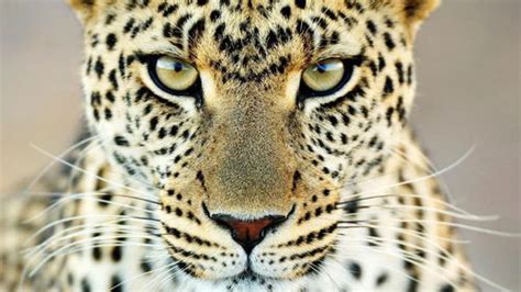 除了leopard，“豹子”的英文还能怎么说？_托福综合_新航道官网
