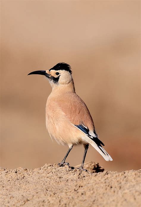 赤尾噪鹛：鸟纲，国家三级保护动物
