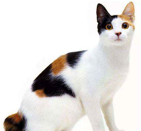 宠物猫的品种图片名字大全 - 宠物猫的名字洋气 - 香橙宝宝起名网