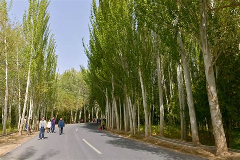 白杨树多少钱一棵?2020年白杨树价格最新价格-花木行情-中国花木网
