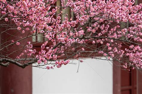 春天苹果树开花分支的视图高清图片下载-正版图片506734745-摄图网