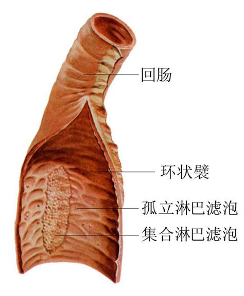 人体大小肠结构示意图-人体解剖图,_医学图库