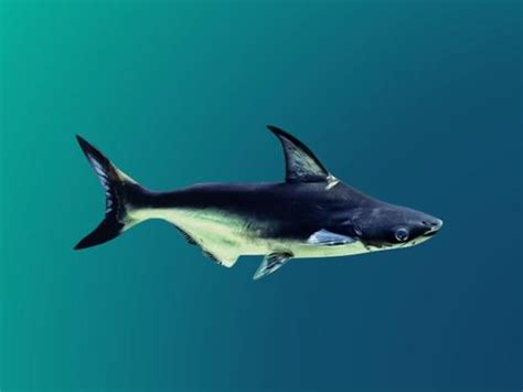虎头鲨能长多大,虎头鲨观赏鱼,淡水虎头鲨图片_大山谷图库