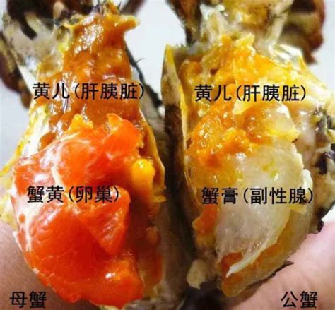 在家如何料理万里蟹？螃蟹达人教小秘诀轻松煮享美味|螃蟹|料理|美味_新浪新闻