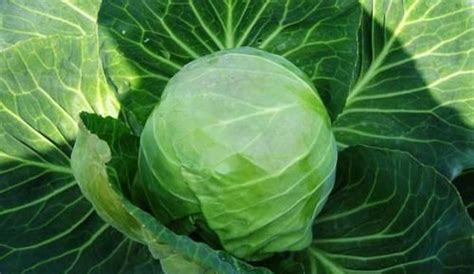 甘蓝菜图片