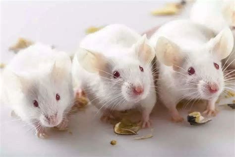 你可知首席实验动物“小白鼠”，未必是白色的？| 果壳 科技有意思