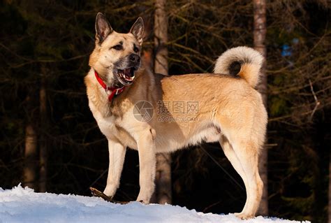 三种莱卡犬中最大的是东西伯利亚莱卡犬_[标签:标题1]