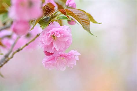 漫步荆川公园，满枝头的海棠花倾泻着烂漫春光—孙承武摄影