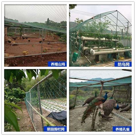 舒兰市：白鹅养殖促振兴 致富路上向天歌-中国吉林网