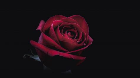 黑暗中的红玫瑰(7680x4320) - 8K植物高清壁纸 - 壁纸之家