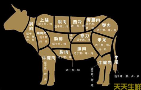 牛排部位图解图片