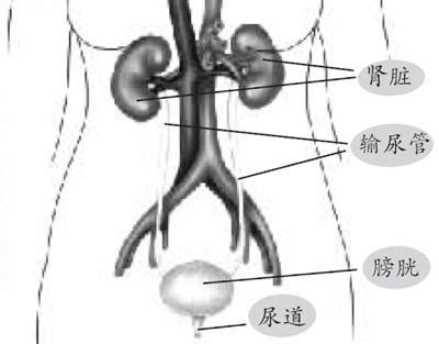 301. 男性泌尿生殖系统-基础医学-医学