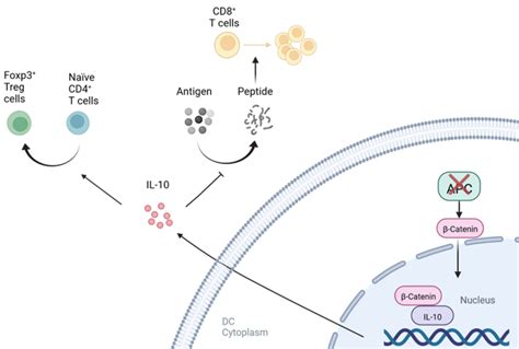 NEJM大综述：免疫治疗时代的免疫耐受|细胞|免疫|抗原_新浪新闻