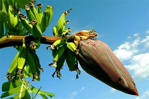警惕香蕉条斑病毒病！重病蕉园实行轮作
