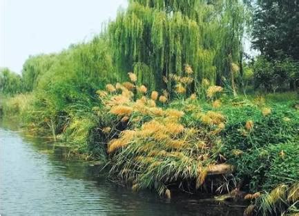 大手笔！济南东部要打造白泉湿地公园！规划绿地3000亩