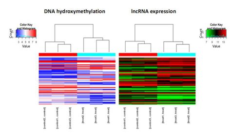 甘蓝型油菜 BnFAD2-C5 基因启动子及内含子在表达水平的功能分析