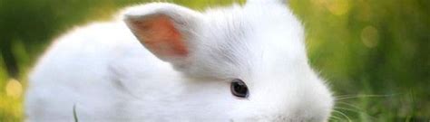 爱情观察：兔子究竟该不该吃窝边草？-心理学文章-壹心理
