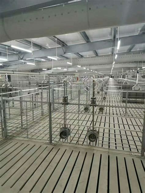 自动化养猪设备厂家讲解养猪设备工作原理!-山东杰恩畜牧设备有限公司