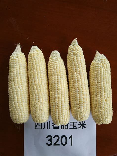 荣玉甜3号-四川农业大学玉米研究所