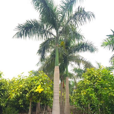 杆高4米 自然高度7米 大王椰子（大王棕）价格 椰子树-阿里巴巴