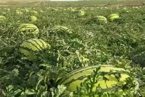 西瓜属于蔬菜还是水果 - 农敢网