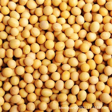美国大豆出口委员会：中国正积极采购大豆 未来六个月需求前景乐观_凤凰网