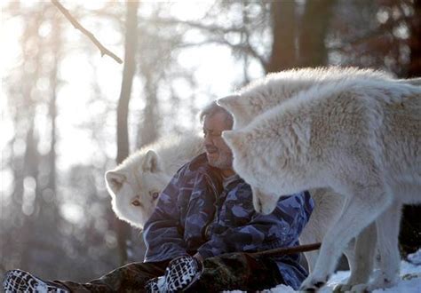80岁男子成为狼群“狼王”，茹毛饮血，进食等他吃完狼群才敢吃|狼群|狼|狼王_新浪新闻