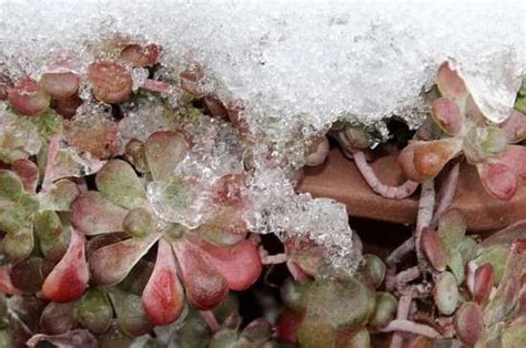 冻伤的植物如何救活-农百科