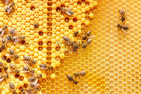 蜂巢中蜜蜂的幼虫。照片摄影图片_ID:157753165-Veer图库