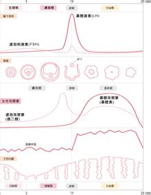 女性一个月的生理周期变化图，女性生理周期表及图片-528时尚网