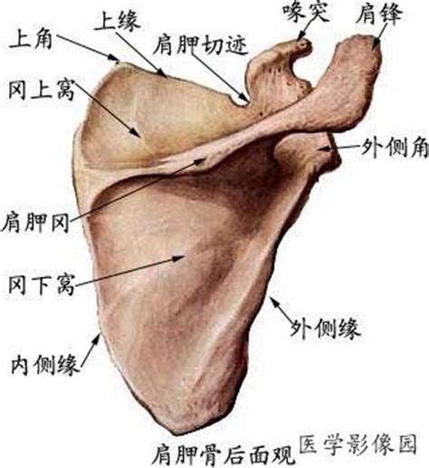 肩部部位详细图图片