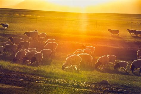 内蒙古呼伦贝尔水草丰美 风吹草低现牛羊-图片频道