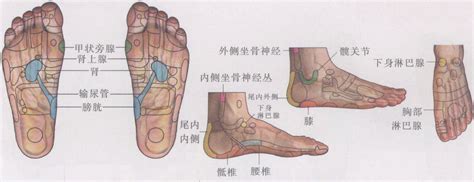 坐骨神经痛-足疗治病图解-医学