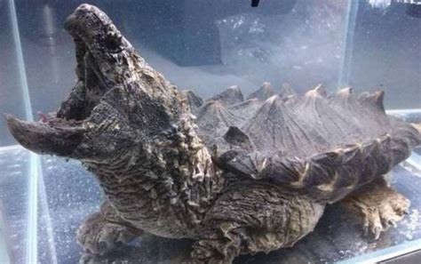 世界十大最稀有的乌龟品种|杂谈|手游-9橙游网