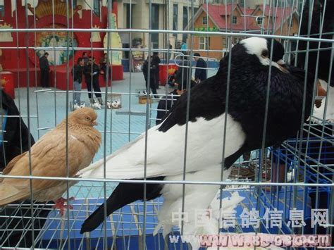 天津第十九届观赏鸽展示会图片报道-中国信鸽信息网