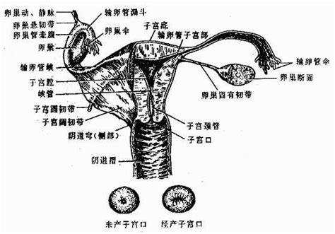 女性生殖系统_《人体解剖学》在线阅读_【中医宝典】