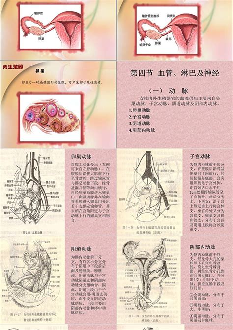 女性生理生殖系统器官彩图照片写实。男性勿看。汇编ppt模板-PPT牛模板网